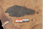 Foto (Detailsansicht) von Quercus mediterranea, Unger (NHMW-GEO-2024-0188-0912)